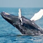 Whale Watching At Lamberts Beach Lookout